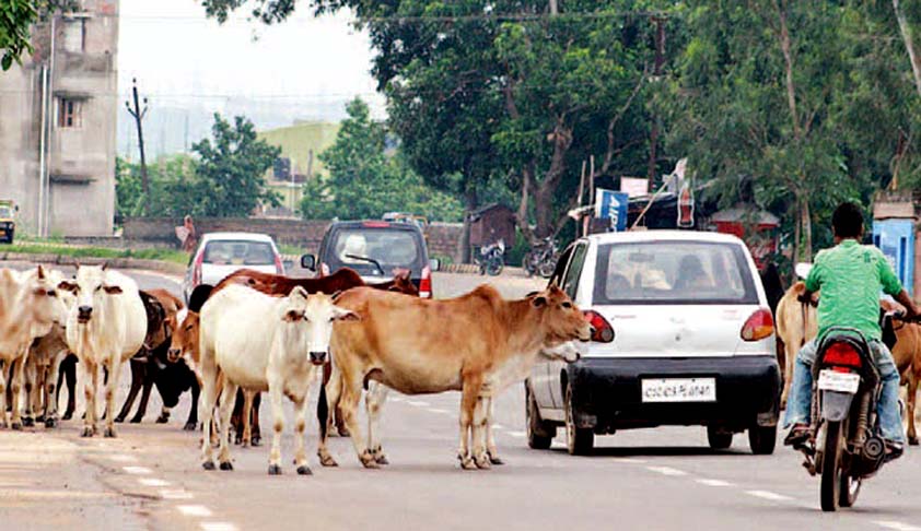 A biker died due to stray cattle in Vadodara