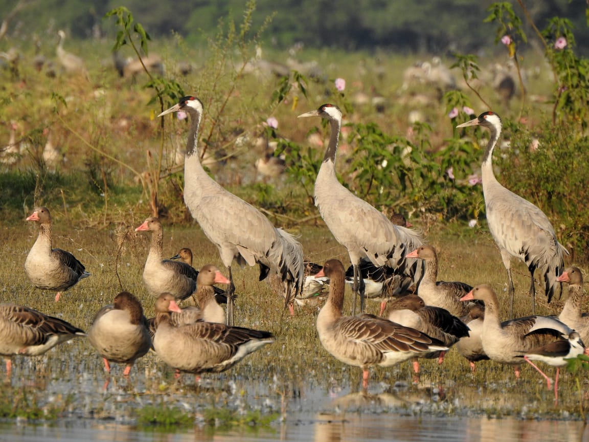 Complete bird count in Thol - estimated to be 45 to 50 thousand birds